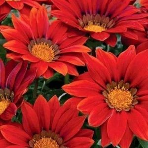 Meet your Posher, Joyceline